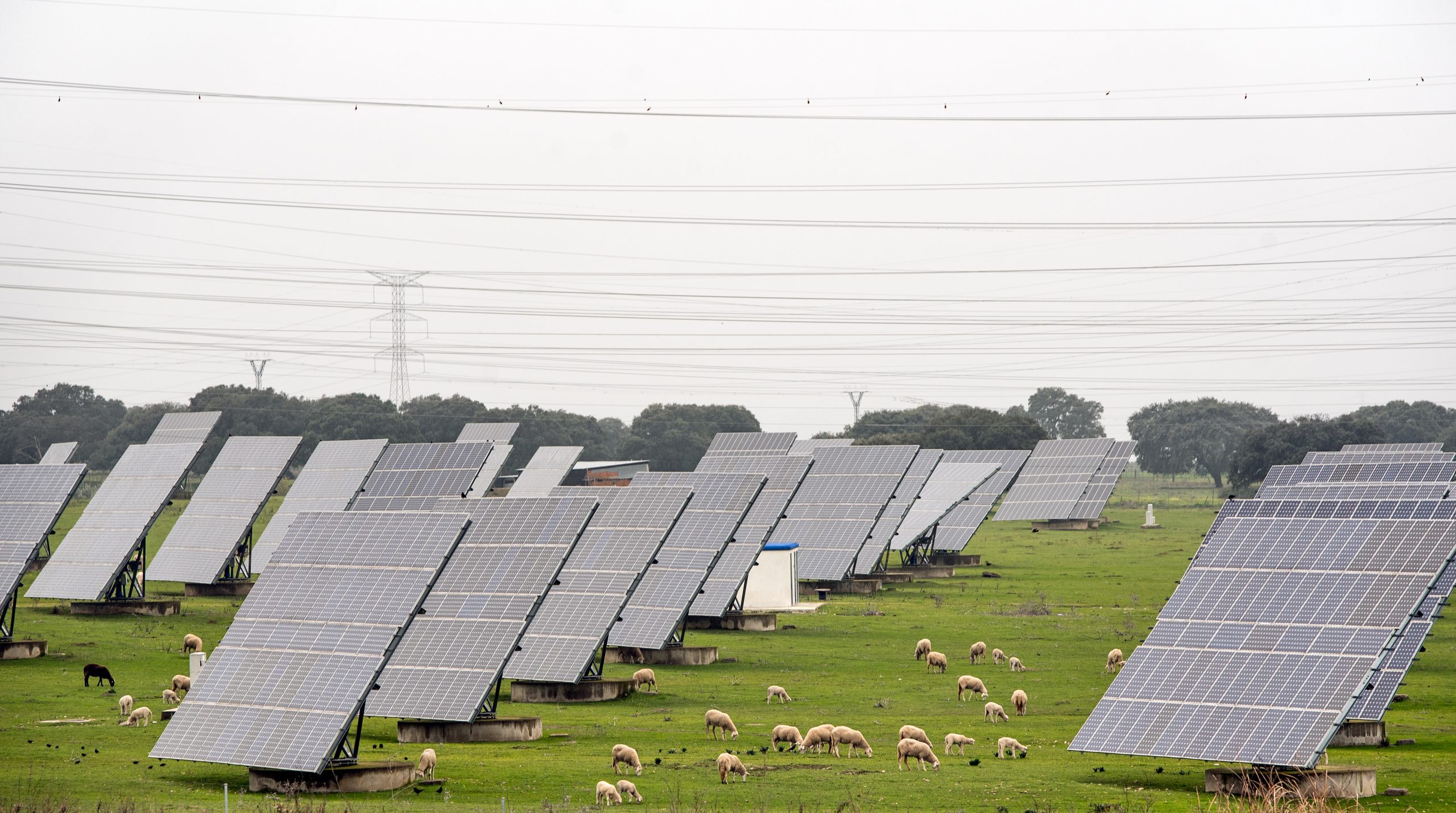 agro fotovoltaica